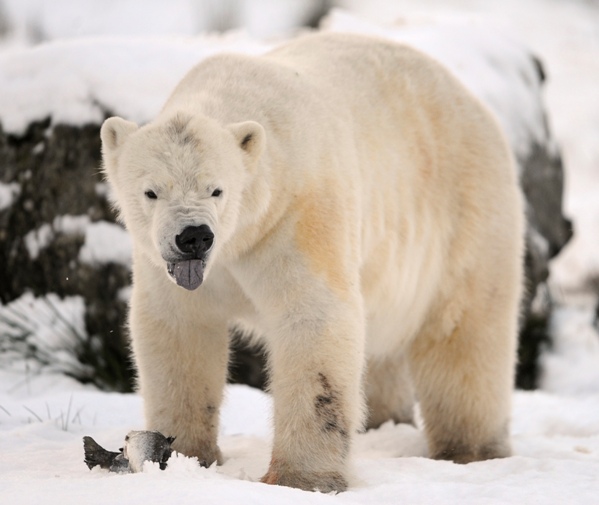 Zac Unger's New Novel Reveals Polar Bears Doing Well, Population On The 