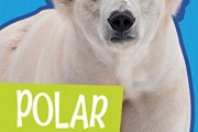 Top 5 Best nonfiction polar bears for sale 2017