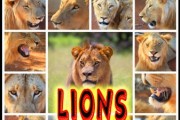 Top 5 Best nonfiction childrens books about lions for sale 2017