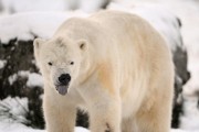 Zac Unger's New Novel Reveals Polar Bears Not in as Bad The Condition as Portrayed