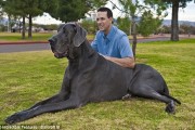 World’s Biggest Dog: George