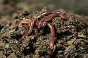 DUTCH BUG COOKBOOK LAUNCHED TO STIR TASTE FOR INSECTS